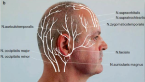 Dispozitiv NeoGraft